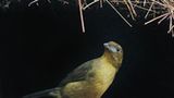 Tiere: Fotostrecke: Architektier - Bild 4