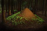 Tiere: Fotostrecke: Architektier - Bild 5