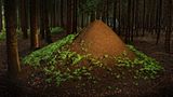 Tiere: Fotostrecke: Architektier - Bild 5