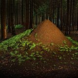 Tiere: Fotostrecke: Architektier - Bild 5