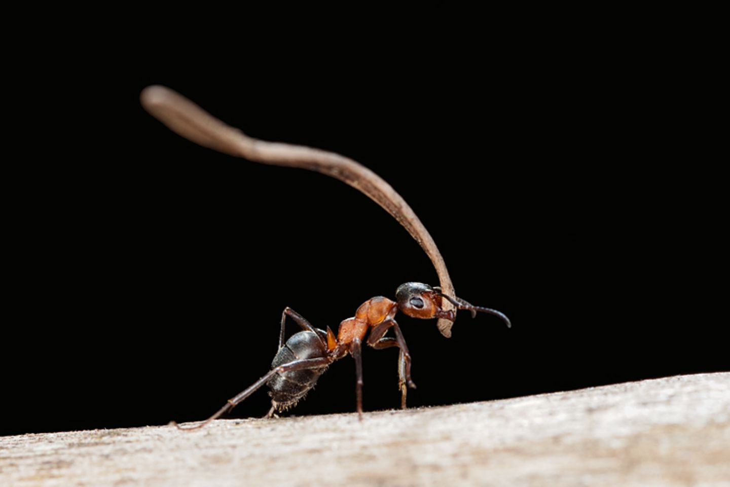 Tiere: Fotostrecke: Architektier - Bild 6