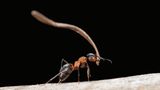 Tiere: Fotostrecke: Architektier - Bild 6