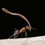 Tiere: Fotostrecke: Architektier - Bild 6