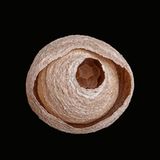 Tiere: Fotostrecke: Architektier - Bild 7