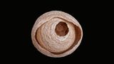 Tiere: Fotostrecke: Architektier - Bild 7