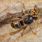 Tiere: Fotostrecke: Architektier - Bild 8