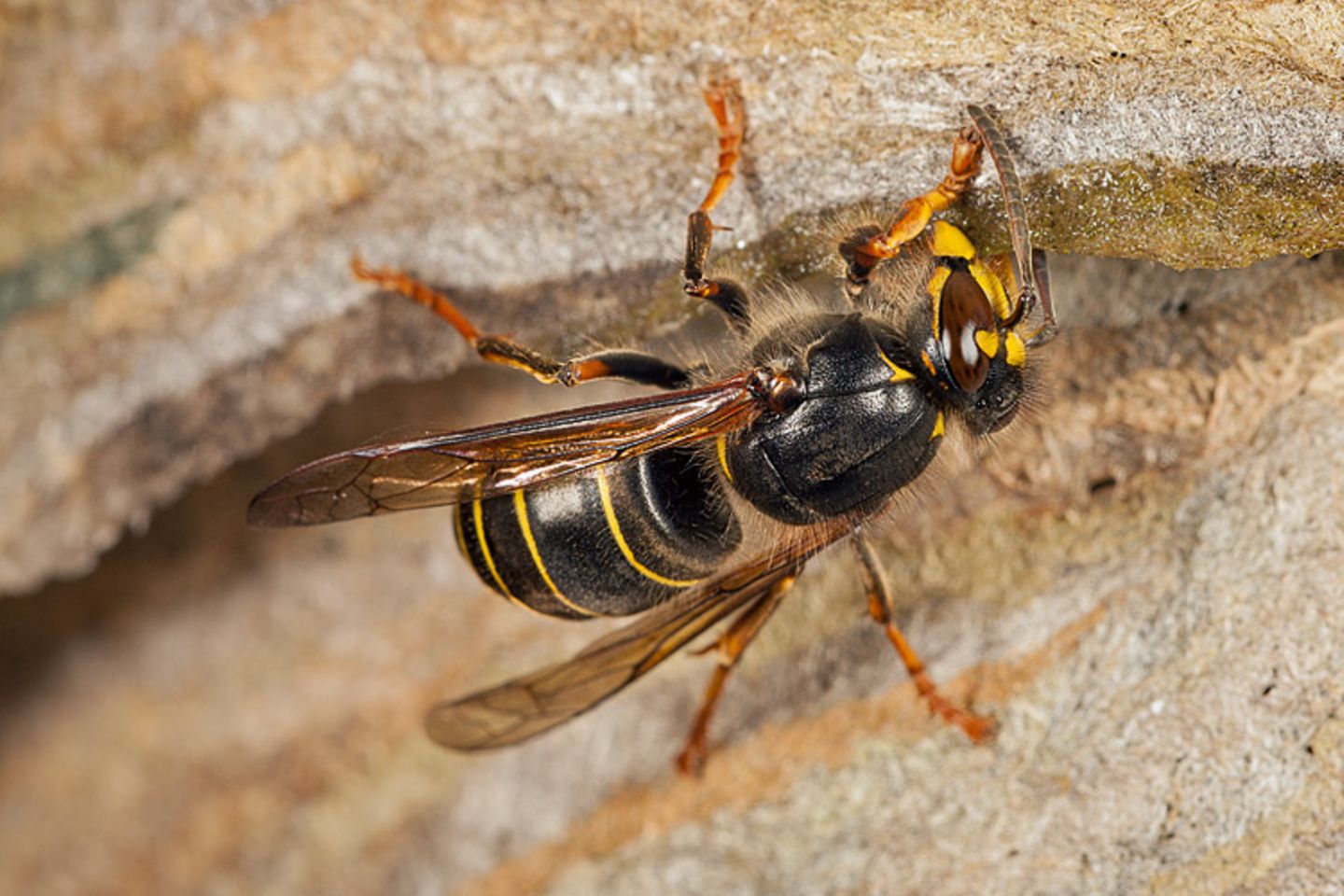 Tiere: Fotostrecke: Architektier - Bild 8