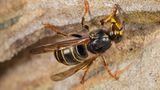 Tiere: Fotostrecke: Architektier - Bild 8
