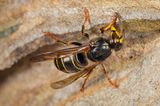 Tiere: Fotostrecke: Architektier - Bild 8