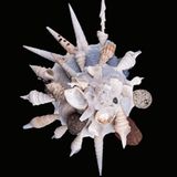 Tiere: Fotostrecke: Architektier - Bild 9