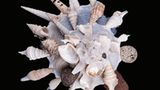 Tiere: Fotostrecke: Architektier - Bild 9