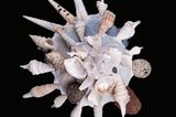 Tiere: Fotostrecke: Architektier - Bild 9