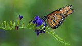 Schmetterling