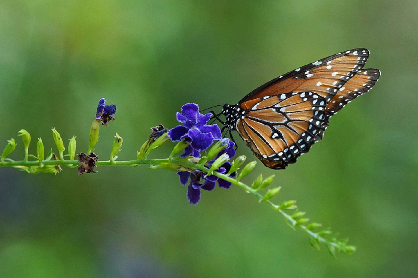 Schmetterling
