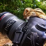 Fotostrecke: Palmenhörnchen Rob und Ziehvater Paul - Bild 2