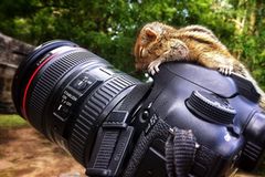 Fotostrecke: Palmenhörnchen Rob und Ziehvater Paul - Bild 2