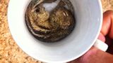 Fotostrecke: Palmenhörnchen Rob und Ziehvater Paul - Bild 3