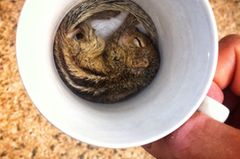 Fotostrecke: Palmenhörnchen Rob und Ziehvater Paul - Bild 3