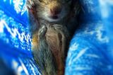 Fotostrecke: Palmenhörnchen Rob und Ziehvater Paul - Bild 4