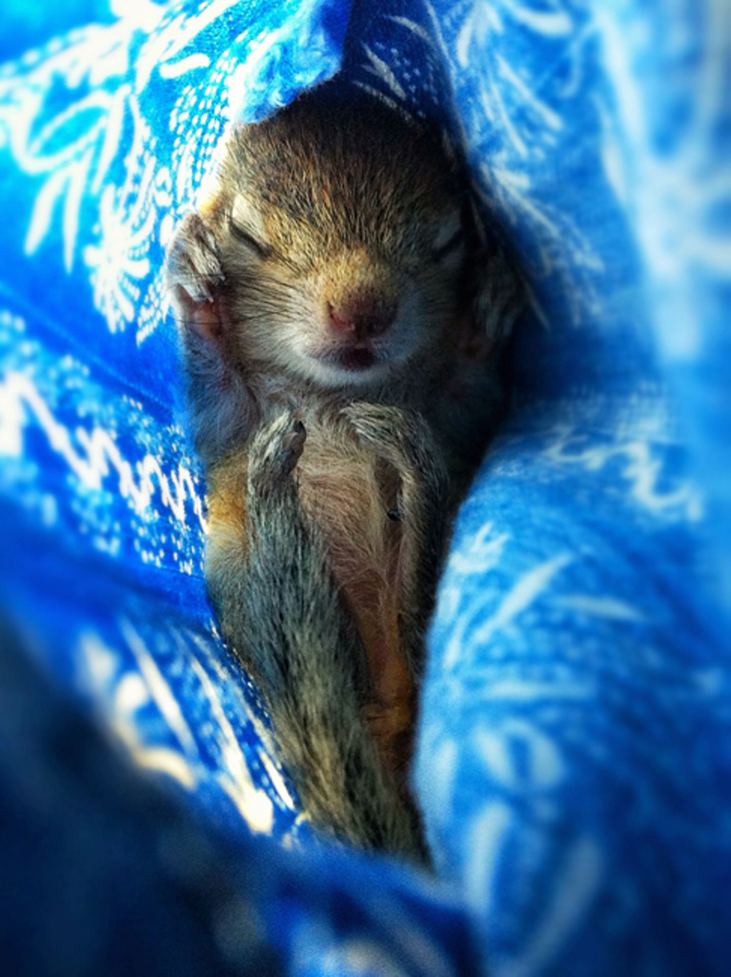Fotostrecke: Palmenhörnchen Rob und Ziehvater Paul - Bild 4