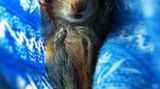 Fotostrecke: Palmenhörnchen Rob und Ziehvater Paul - Bild 4
