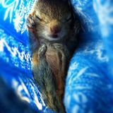 Fotostrecke: Palmenhörnchen Rob und Ziehvater Paul - Bild 4