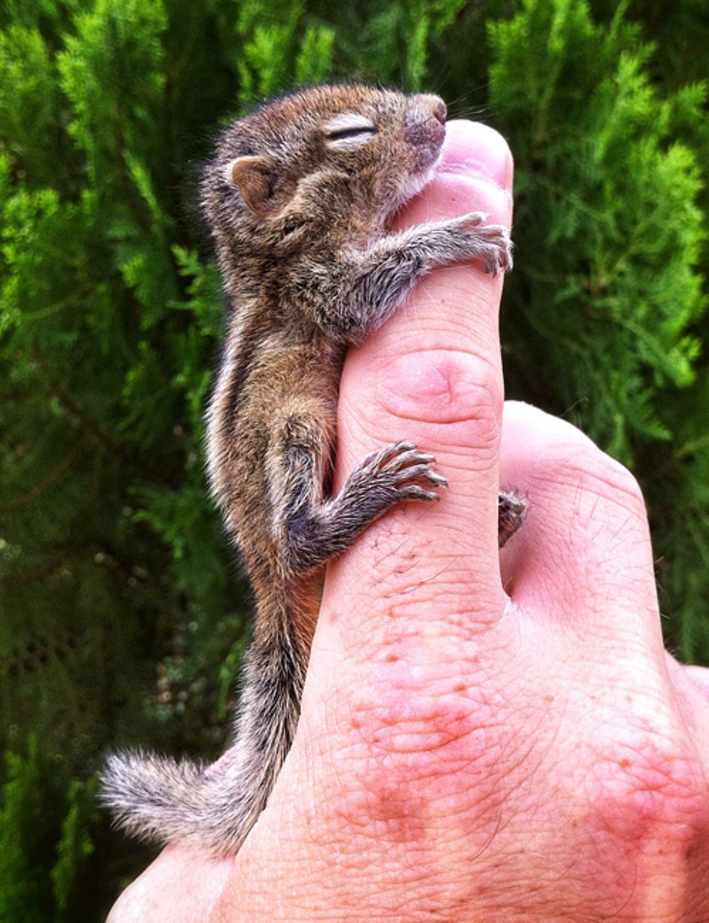 Fotostrecke: Palmenhörnchen Rob und Ziehvater Paul - Bild 5