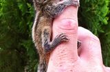 Fotostrecke: Palmenhörnchen Rob und Ziehvater Paul - Bild 5