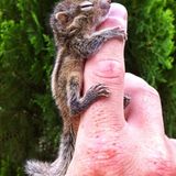 Fotostrecke: Palmenhörnchen Rob und Ziehvater Paul - Bild 5