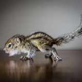 Fotostrecke: Palmenhörnchen Rob und Ziehvater Paul - Bild 6