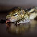 Fotostrecke: Palmenhörnchen Rob und Ziehvater Paul - Bild 7