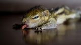 Fotostrecke: Palmenhörnchen Rob und Ziehvater Paul - Bild 7