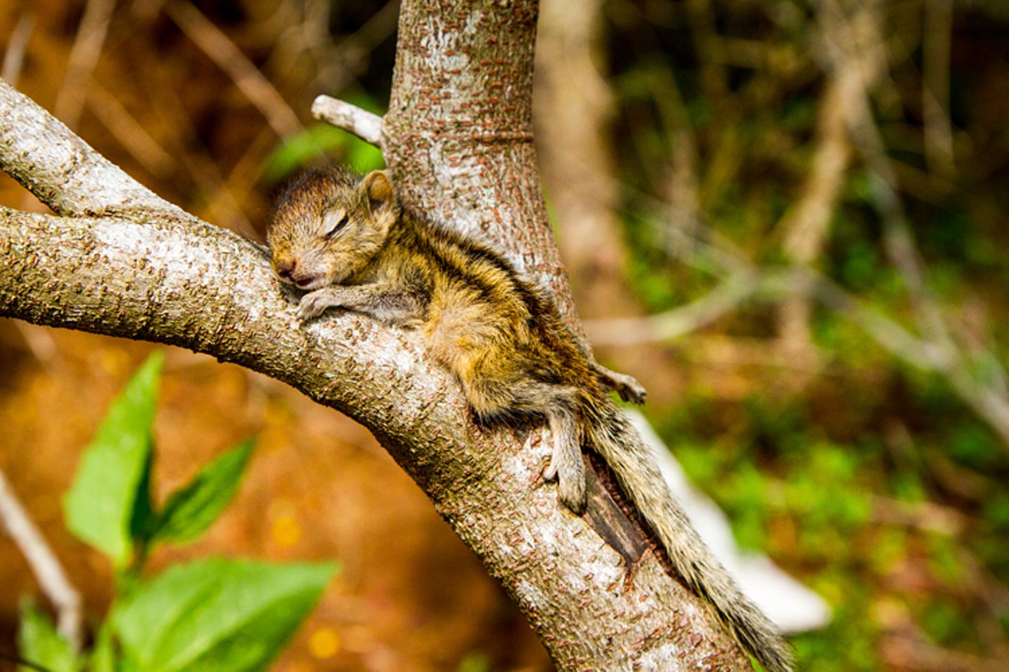 Fotostrecke: Palmenhörnchen Rob und Ziehvater Paul - Bild 8