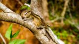 Fotostrecke: Palmenhörnchen Rob und Ziehvater Paul - Bild 8