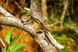 Fotostrecke: Palmenhörnchen Rob und Ziehvater Paul - Bild 8