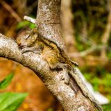 Fotostrecke: Palmenhörnchen Rob und Ziehvater Paul - Bild 8