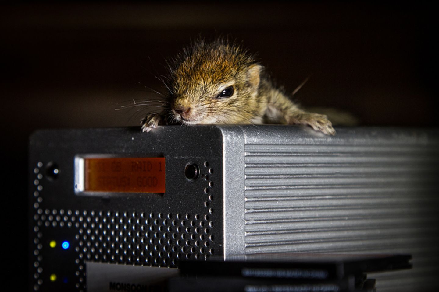 Fotostrecke: Palmenhörnchen Rob und Ziehvater Paul - Bild 9