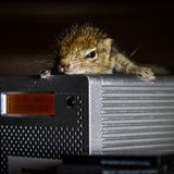 Fotostrecke: Palmenhörnchen Rob und Ziehvater Paul - Bild 9