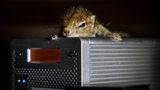 Fotostrecke: Palmenhörnchen Rob und Ziehvater Paul - Bild 9