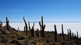 Kakteenlandschaft