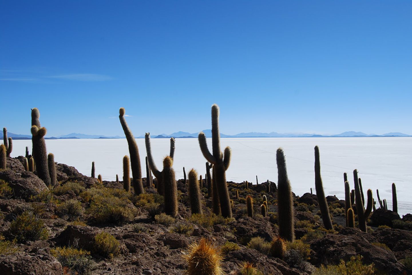 Kakteenlandschaft
