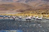 Heimat der Flamingos