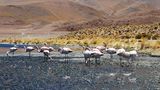 Heimat der Flamingos