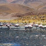 Heimat der Flamingos