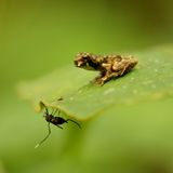 Das Geheimnis der Bäume