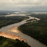 Das Geheimnis der Bäume
