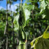 Das Geheimnis der Bäume