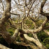 Das Geheimnis der Bäume