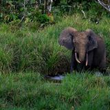 Das Geheimnis der Bäume