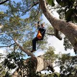 Das Geheimnis der Bäume